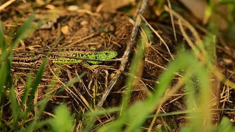 Sand lizard. Lacerta agilis in the sun. 14 스톡 동영상 89865568