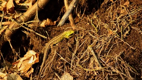 Sand lizard. Lacerta agilis in the sun. Sand lizard on the hunt. 20 Stock-Footage 89865882