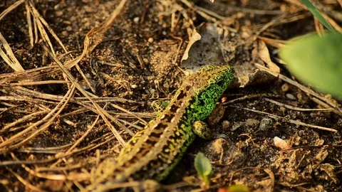 Sand lizard. Lacerta agilis in the sun. Sand lizard on the hunt. 19 Video stock 89865889