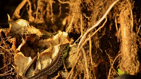 Sand lizard. Lacerta agilis in the sun. Sand lizard on the hunt. 24 Stock-Footage 89866022