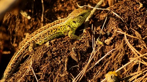 Sand lizard. Lacerta agilis in the sun. Sand lizard on the hunt. 26 Stock Footage 89866261