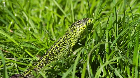 Sand Lizard looking to the sky, Lacerta agilis Video stock 43072912
