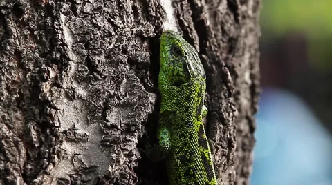 Sand Lizard looking towards the camera, Lacerta agilis Video stock 43073720