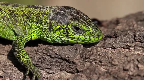 Sand Lizard male head, close, Lacerta agilis Video stock 44123552