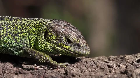 Sand Lizard male looking around, Lacerta agilis Stock-Footage 44123885