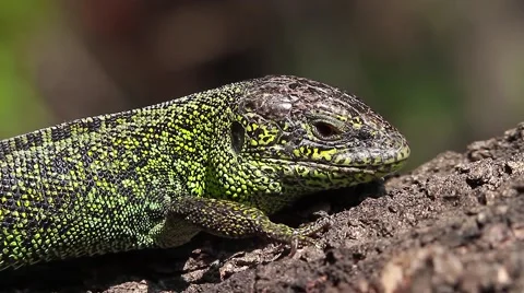 Sand Lizard male looking at the camera, Lacerta agilis Video stock 44123403