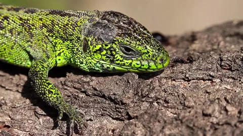Sand Lizard male, macro, Lacerta agilis Video stock 44123477