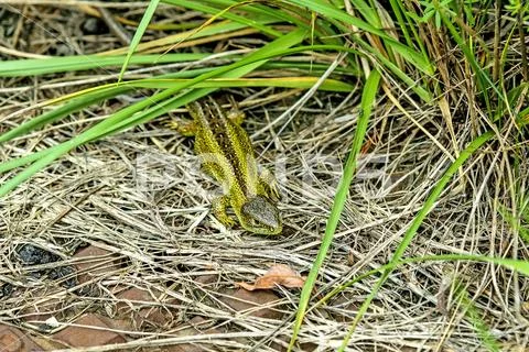 Sand lizard, male reptile Stock Photos