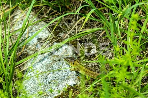 Sand lizard, male reptile Stock Photos
