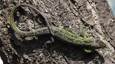Sand Lizard male sunbathing, Lacerta agilis Video stock 44123243