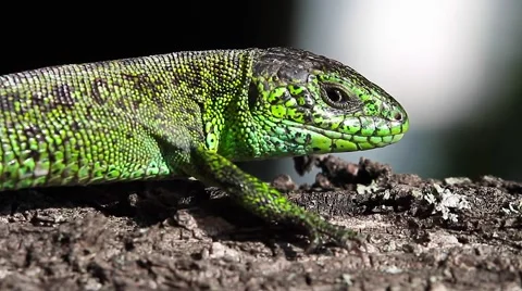 Sand Lizard male warming in the Sun, Lacerta agilis Stock-Footage 44123940