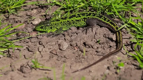 Sand Lizard moving on ground, Lacerta agilis Video stock 43072627