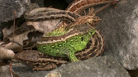 Sand lizard pair mating on a rock, copulation Stock Footage 78015479