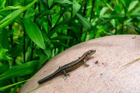 Sand Lizard Stock Photos