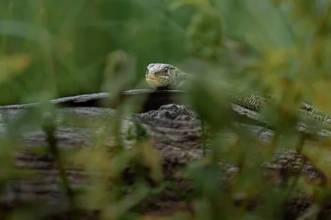 Sand lizard Stock Photos