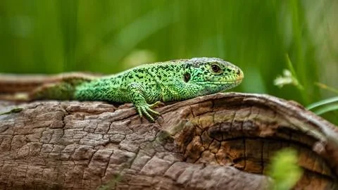 Sand lizard Stock Photos