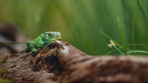 Sand lizard Stock Photos