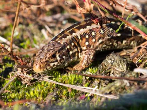 Sand lizard portrait side up Stock Photos