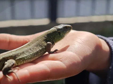 Sand lizard posing on a childs hand in the sun Stock-Fotos