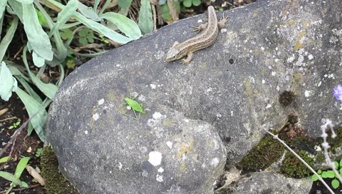 Sand lizard with a prey Stock Footage 159986681