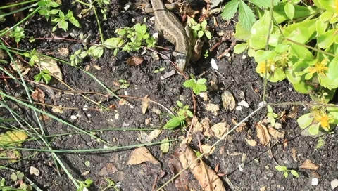 Sand lizard with a prey Stock Footage 159988582