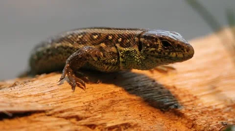 Sand Lizard ready to attack, Lacerta agilis chersonensis Video stock 12062046
