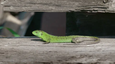 Sand Lizard Rest In Nature Video stock 63852257