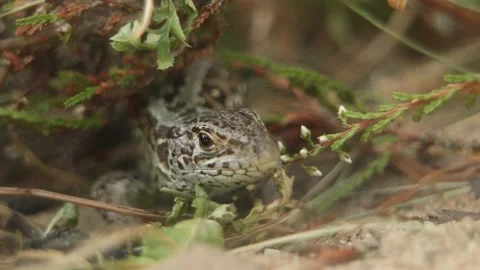 Sand Lizard resting &amp; walking away (Lacerta agilis), Close, 4k Stock Footage 231503157