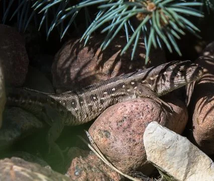 Sand lizard on rocks Stock Photos