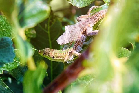 Sand lizard in the sun stripping old skin Stock Photos