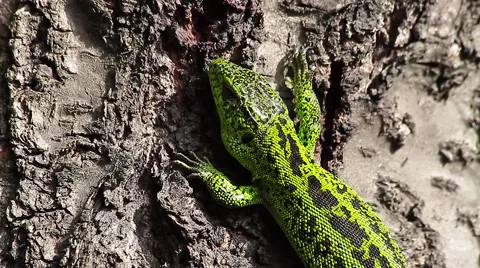 Sand Lizard sunbathing, close, Lacerta agilis Video stock 43074013