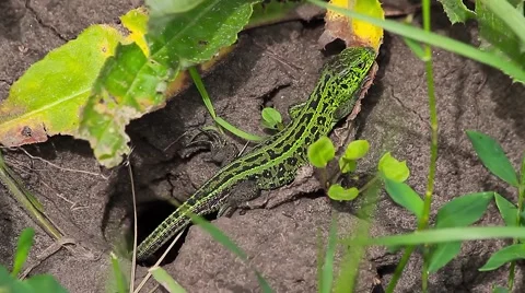 Sand Lizard with tail in the hole, Lacerta agilis Video stock 43079468