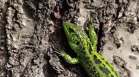 Sand Lizard on tree bark, Lacerta agilis Video stock 43074078