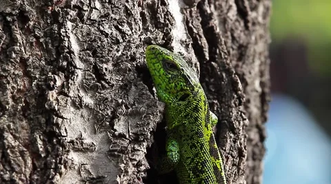 Sand Lizard on tree, Lacerta agilis 動画素材 43073850