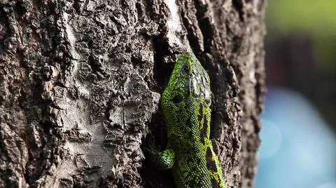 Sand Lizard on a tree rind, Lacerta agilis Vidéo 43073795