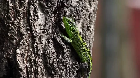 Sand Lizard on a tree trunk, Lacerta agilis Vídeos de archivo 43073748