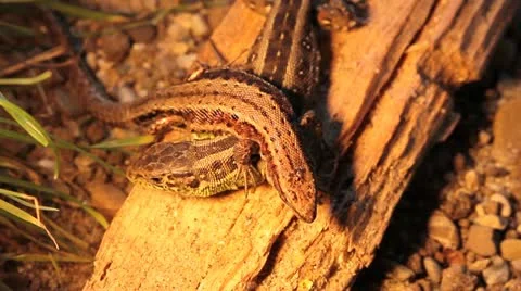 Sand Lizard & Viviparous Lizard, Lacerta agilis, Zootoca vivipara Stock Footage