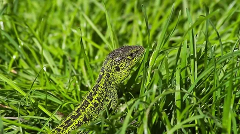 Sand Lizard walking through grass, Lacerta agilis Video stock 43073527