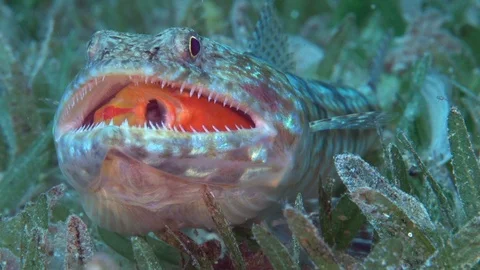Sand lizardfish (Synodus dermatogenys) has caught  Bicolor anthias Video stock 108677699