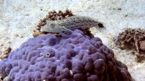 Sand Lizardfish (Synodus Intermedius) Under Sandy Ocean Bed Near Coral Reef. Stock Footage 129727772