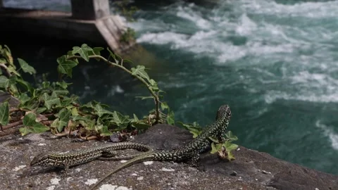 Sand lizards sitting above the river, establisher nature Video stock 278753142