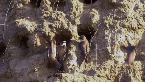 Sand martin colony Stock Footage
