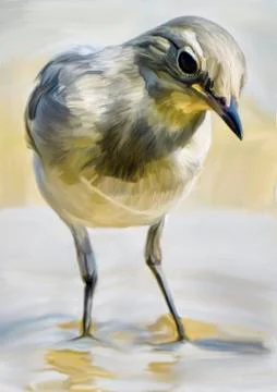Sand Martin Stock Illustration