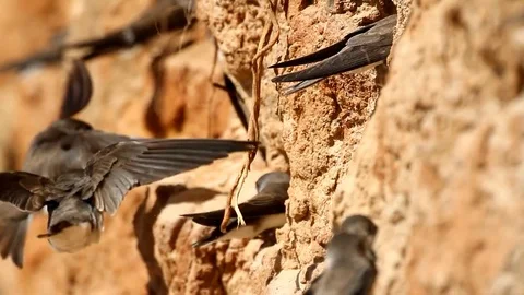 Sand martin. Nesting colony. Bank swallow, Riparia riparia. Stock Footage
