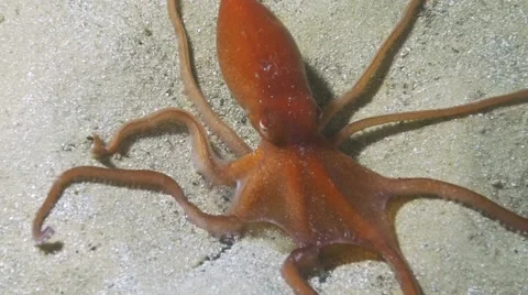 Sand Octopus Video stock 51989551