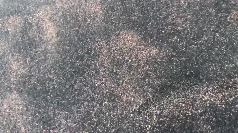 Sand particles moving with wind Stock Footage 141509711