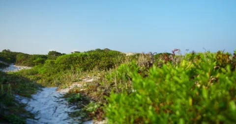 Sand Path and Grass on the Bank of the Sea Stock Footage 247336715