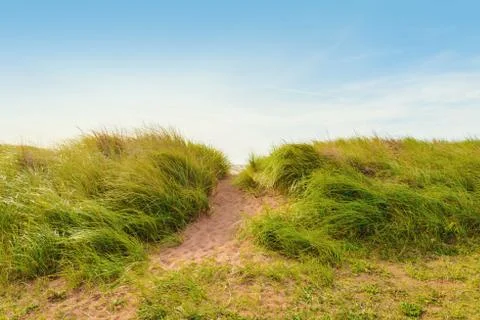 Sand path over dunes with beach grass Stock Photos