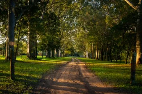 Sand path surrounded by trees Foto stock
