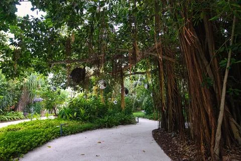 The sand pathway surrounded by banyan tree on the Maldives island Stock Photos